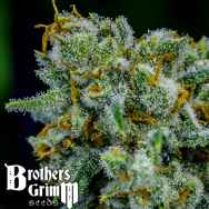 Brothers Grimm Seeds Apollo Eleven
